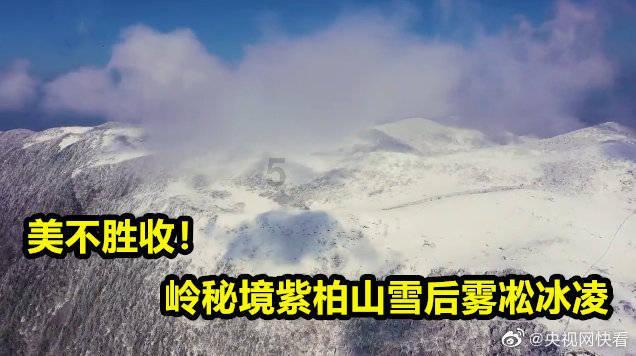 猫和老鼠官方手游